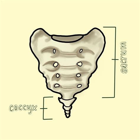 Sacrum Vs Coccyx