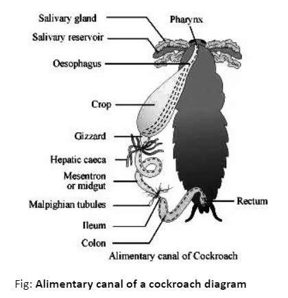 Cockroach Gut Dissection 的图像结果