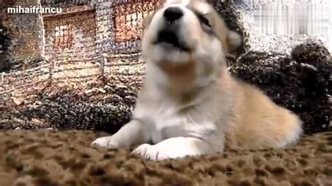 超级可爱的小狗狗叫声搞笑视频_腾讯视频