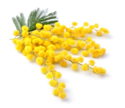 Immagini di Mimosa Png - Download gratuiti su Freepik
