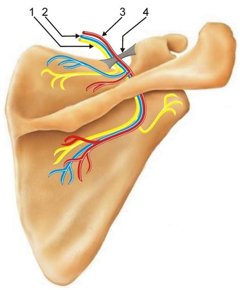 Spinoglenoid Notch