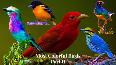 Image result for Colourful Birds Compilation