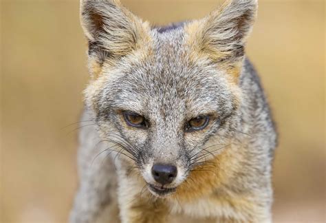 S.A.’s Common Critters: San Antonio’s gray foxes becoming more visible ...