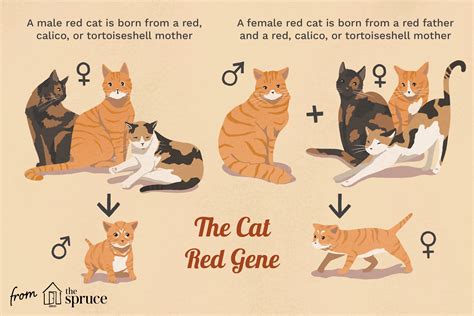 All About Red Tabby Cats