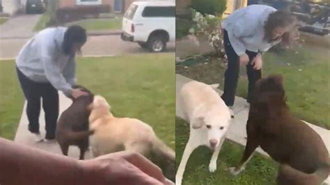 Sunita Williams Shares Video Of 'Best Homecoming Ever' As She Reunites ...