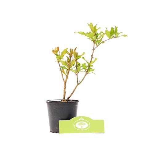 Buy Punica granatum, pomegranate, 9 cm pot | Order plants easily online | Schramas.com