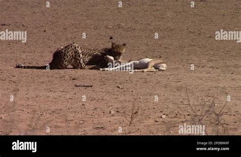 Image result for Cheetah Springbok