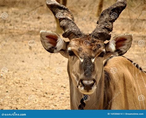 The Giant Eland Taurotragus Derbianus or Lord Derby Eland Stock Photo ...