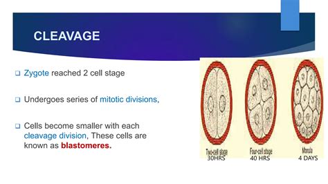 03 04 05 Female reproductive cycle, Fertilization, First week cleavage and blastocyst formation ...