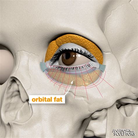 The orbital cavity superior and inferior to the eye is filled with ...