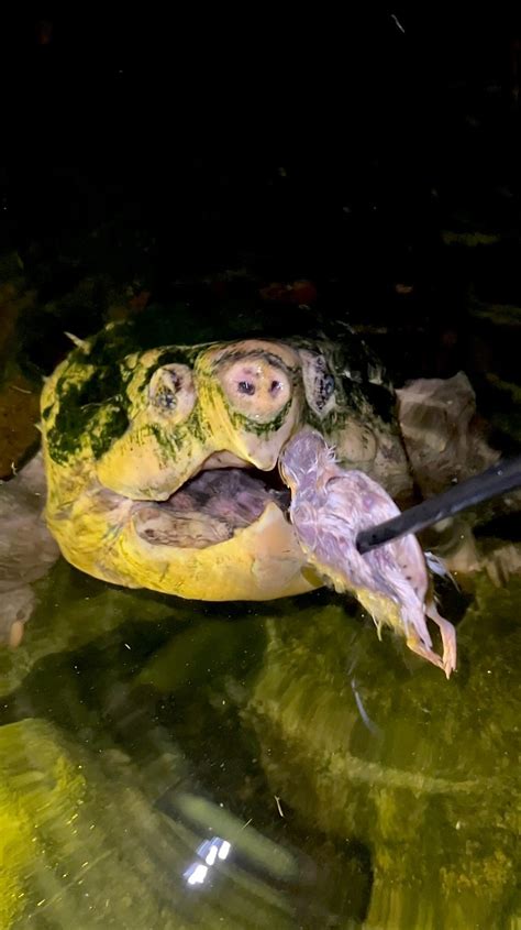 Snapping Turtle Diet
