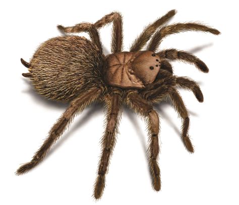 Tarantula Spider Facts – Appearance, Life Cycle, Etc.