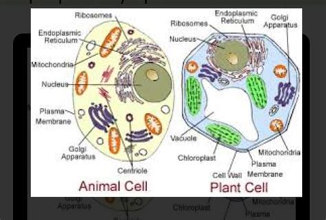 Make sketches of animals and plants cells which you observe under ...