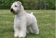 soft coated wheaten terrier haircut dog wheaten soft coated wheaten terrier dog breed information soft coated wheaten terrier haircut dog wheaten soft coated wheaten terrier dog breed information