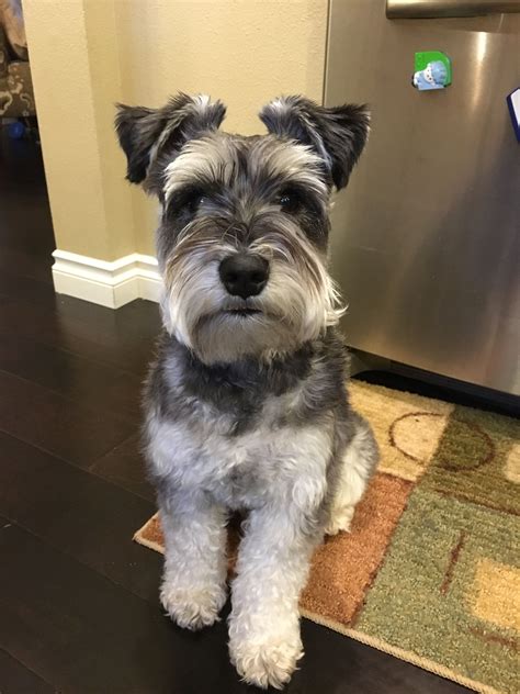 Pin by Yessica Patrick on Schnauzer hair cuts | Schnauzer puppy ...