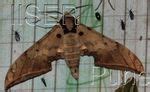 Ramana Athreya @ IISER-Pune : Moths:Sphingidae