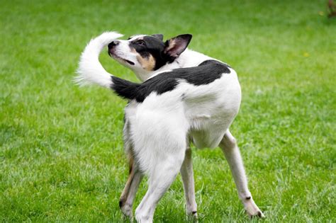 Why Do Dogs Chase Their Tails? 8 Reasons for This Quirky Dog Behavior