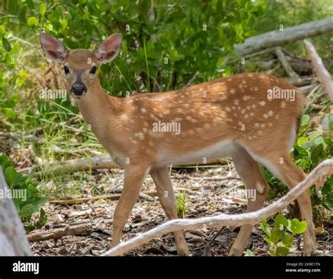 Key Deer Florida Keys