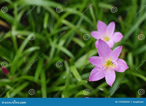Purple Grass-lily Flowers. Close-up of Six Petals Flora. Stock Image ...