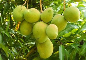 Green view Mango Plant Price in India - Buy Green view Mango Plant ...