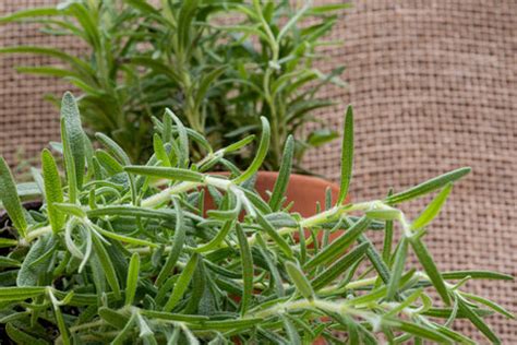Growing Rosemary at Home: Step-by-Step Guide and Uses – AllThatGrows