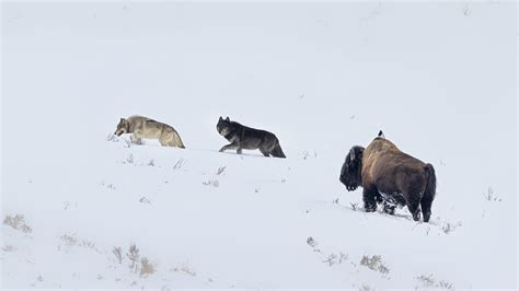 Image result for Wolves Abd Yellowstone