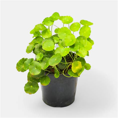 Buy Brahmi Plant - Gotu Kola online @ best price