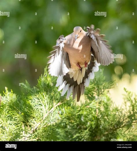 Mourning Dove Landing Learn To Hunt Dove Kentucky Department Of Fish