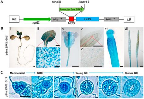 Bna.EPF2 Enhances Drought Tolerance by Regulating Stomatal Development ...