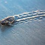 Image result for Cute Baby Sea Turtles