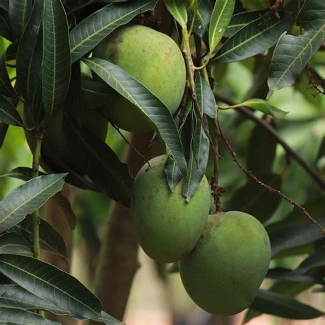 Plants Ship Mango Panchadara Kalasa (Grafted)-Plant : Amazon.in: Garden ...