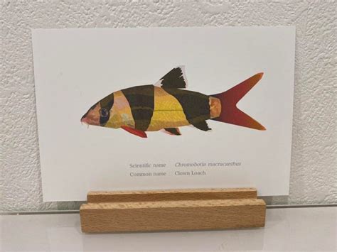 Chromobotia macracanthus（Clown Loach) Drawing Postcard | Osakanacraft