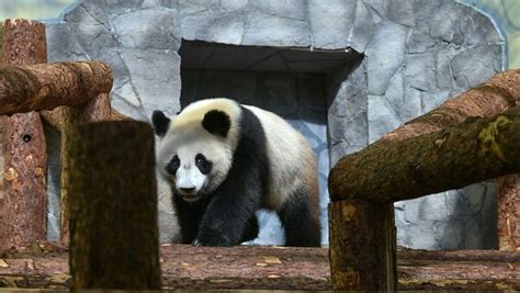 如意和丁丁在莫斯科有多受欢迎 大熊猫如意和丁丁要在俄罗斯待多久 – ITM资源