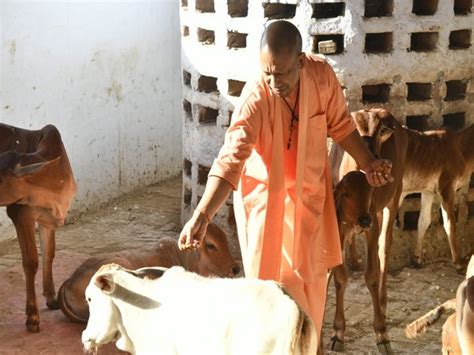 UP: CM Yogi feeds jaggery to cattle in Gaushala on visit to Gorakhnath ...