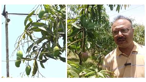 MP Farmer Deploys Z+ Level Of Security To Guard Miyazaki Mangoes ...