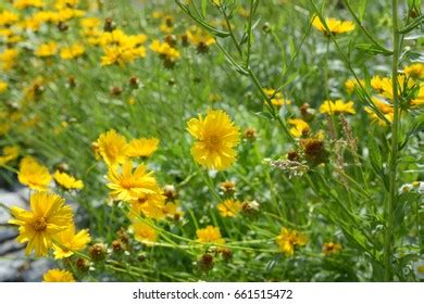 Image result for Islamic Pattern Vector