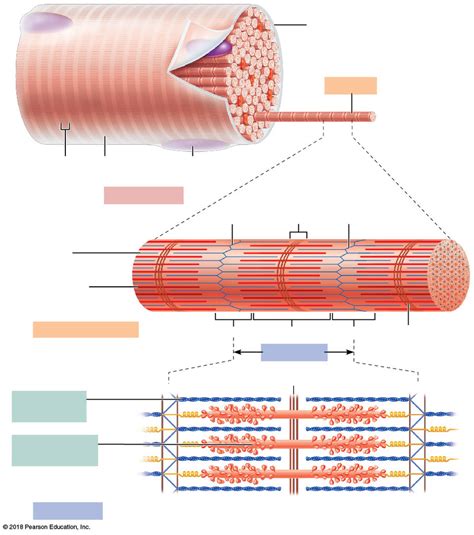 Image result for Skeletal Muscle Fiber Structure