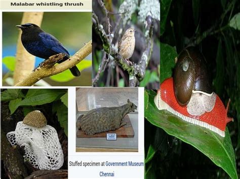 Forest Environment 的图像结果