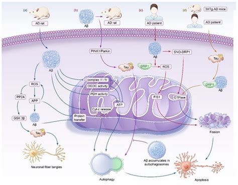 Mitochondrial Dysfunction in Neurodegenerative Diseases: Mechanisms and ...