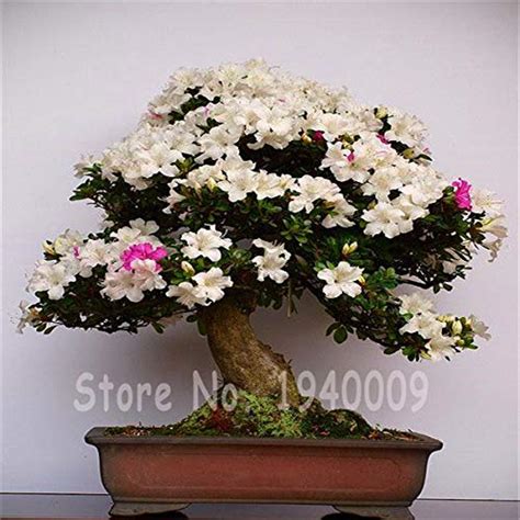 70 Pcsese Azalea Seeds,Rhododendron Azalea,Indoor Flowercover Flower ...
