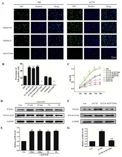 Activin B Stimulates Mouse Vibrissae Growth and Regulates Cell ...