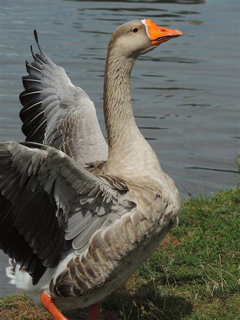 Image result for Goose Sim