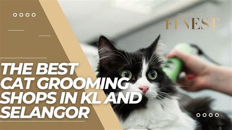 4 Trustworthy Cat Grooming Shops in KL and Selangor [2026]