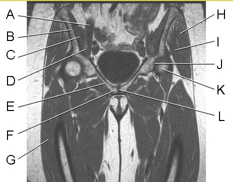 Lower Extremity Exam 的图像结果