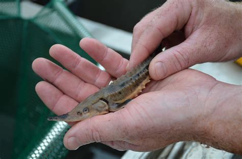 Lake sturgeon fingerling | FWS.gov