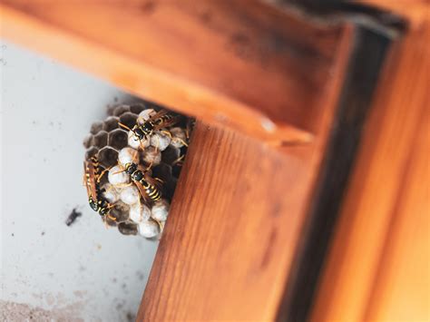 A Guide to Queen Wasps | Pest Defence
