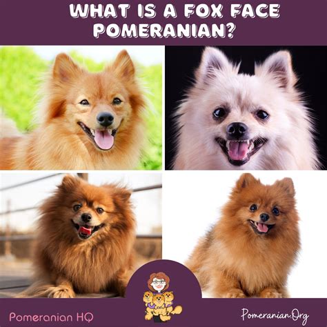 Top 999+ pomeranian dog images – Amazing Collection pomeranian dog ...