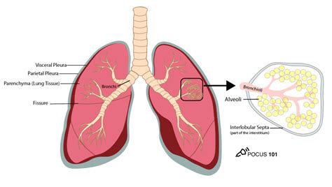 Lung Ultrasound Made Easy: Step-By-Step Guide POCUS 101, 60% OFF