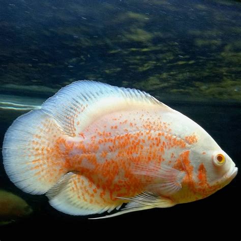 Albino oscar fish – Artofit