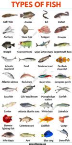 Image result for Fish Probes Spatial Transcriptomics